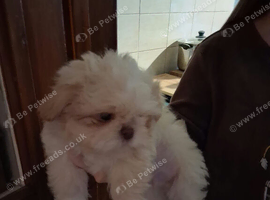imperial shih tzu 2 boys left