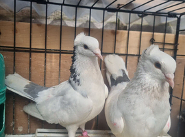 Iranian pigeon
