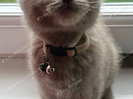 British Shorthair Kitten