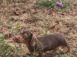 Female daxie 9weeks old