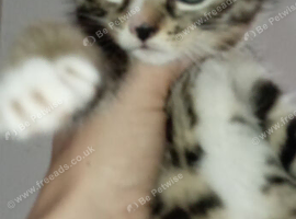 Full breed grey tabby kittens