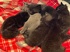 Kittens for sale
