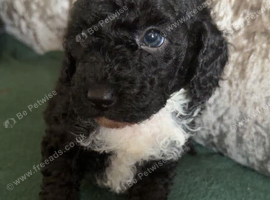 Gorgeous Black and white Toy Poodle boy looking for forever sofa
