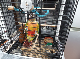 HandReared.conure