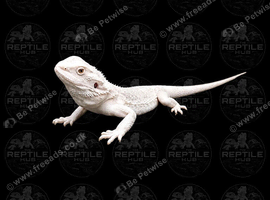 Snow Zero Bearded Dragon