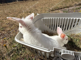 3 rabbits ! 2 white one mixed. can sell separately