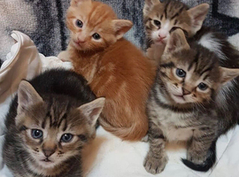 Kittens ready now
