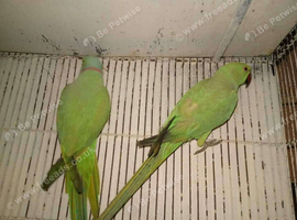 Breeding pair of ringnecks