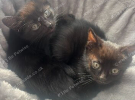 2 sister kittens- mainecoon x tabby