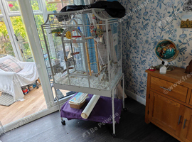 Hand reared and hand tame Senegal parrot