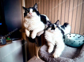 Maine coon cross kittens