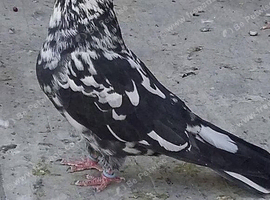 Iranian pigeon