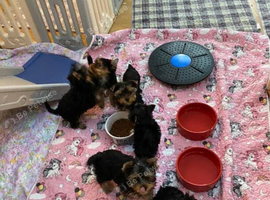 Yorkshire terrier puppies