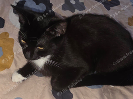 Male kitten(black and white)