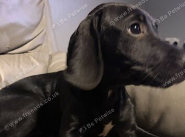 Loving Male Puppy Looking for His Forever Home