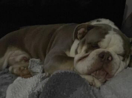 Dog needs loving home