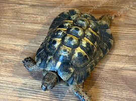 Mediterranean spur thighed tortoise
