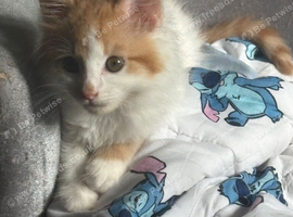 Cute little kitten for sale