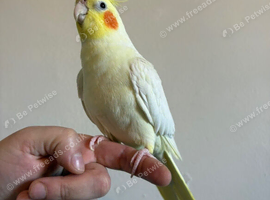 Tame Cockatiel with cage