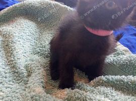 Kitten little girl