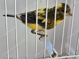 BEAUTIFUL COLOUR MALE CANARY