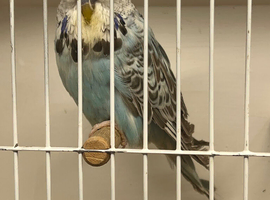 Young budgies