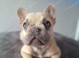 KC french bulldog pups