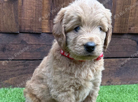 Sunning littler of Australian Double Doodles from Health screened parents