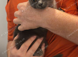 Male BSH kitten