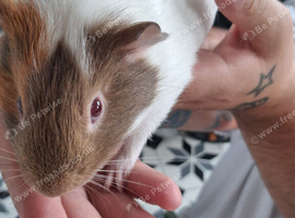 Young guinea pig with full size  cage