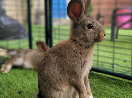 Adorable Mini Lop Mix Rabbits - TWO LEFT
