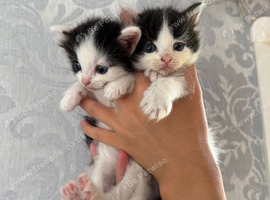 Ragdoll x domestic shorthair ready now