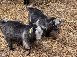 8-12 week old Pygmy weather goats