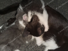 Male kitten black and white.