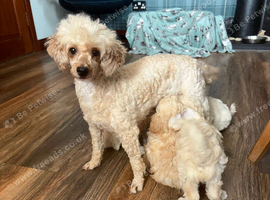 Tiny Maltipoo puppies