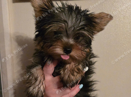 Yorkshire Terrier boy available