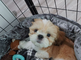 6mth old Shitzu puppy for sale