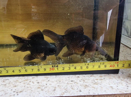 Fancy goldfish