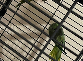 Breeding pairs India ringneck available good offer