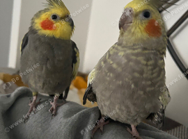Two cockatiels for homing