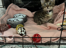 Kitten 15 weeks old rehome