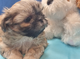 Kc reg Stunning small baby boys
