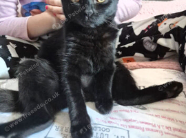 7 month female