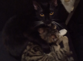 Kitten