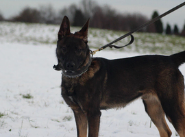 Lovely male dog for sale