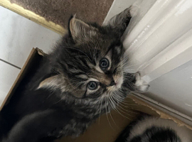 Kittens for sale!