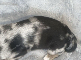 One 8 weeks puppies