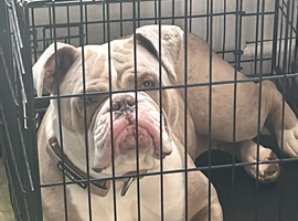 Olde English bulldog