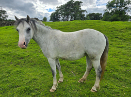 Registered welsh sec A filly