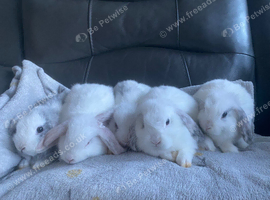 Mini lop litter also mini cashmere lops.